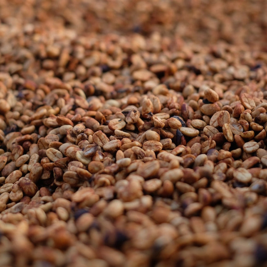 VOLCAN AZUL GESHA HONEY coffee beans shown in a close-up, highlighting their unique red honey processing.