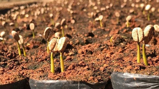Our Plot: A Sustainable Coffee Future - THE BARN Coffee Roasters Berlin