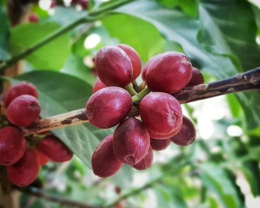 Paradigm Shift: Yemen - THE BARN Coffee Roasters Berlin