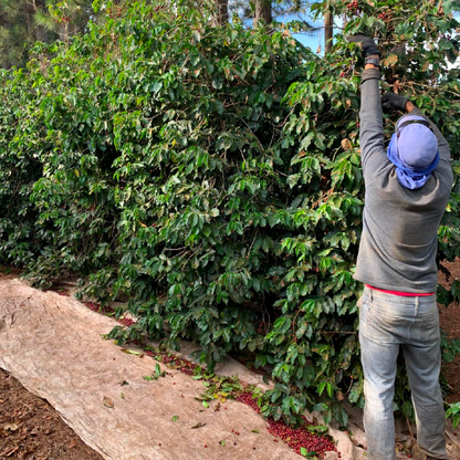 OUR PLOT DATERRA HONEY (6673716641872)