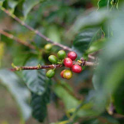 Freshly ripened coffee cherries on the branch, showcasing the richness of Ethiopian coffee for ETHIOPIA TWIN BOX.