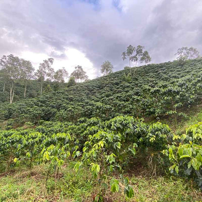 DECAF FUNKY coffee plantation in Tolima, Colombia, featuring lush green coffee plants under a cloudy sky.