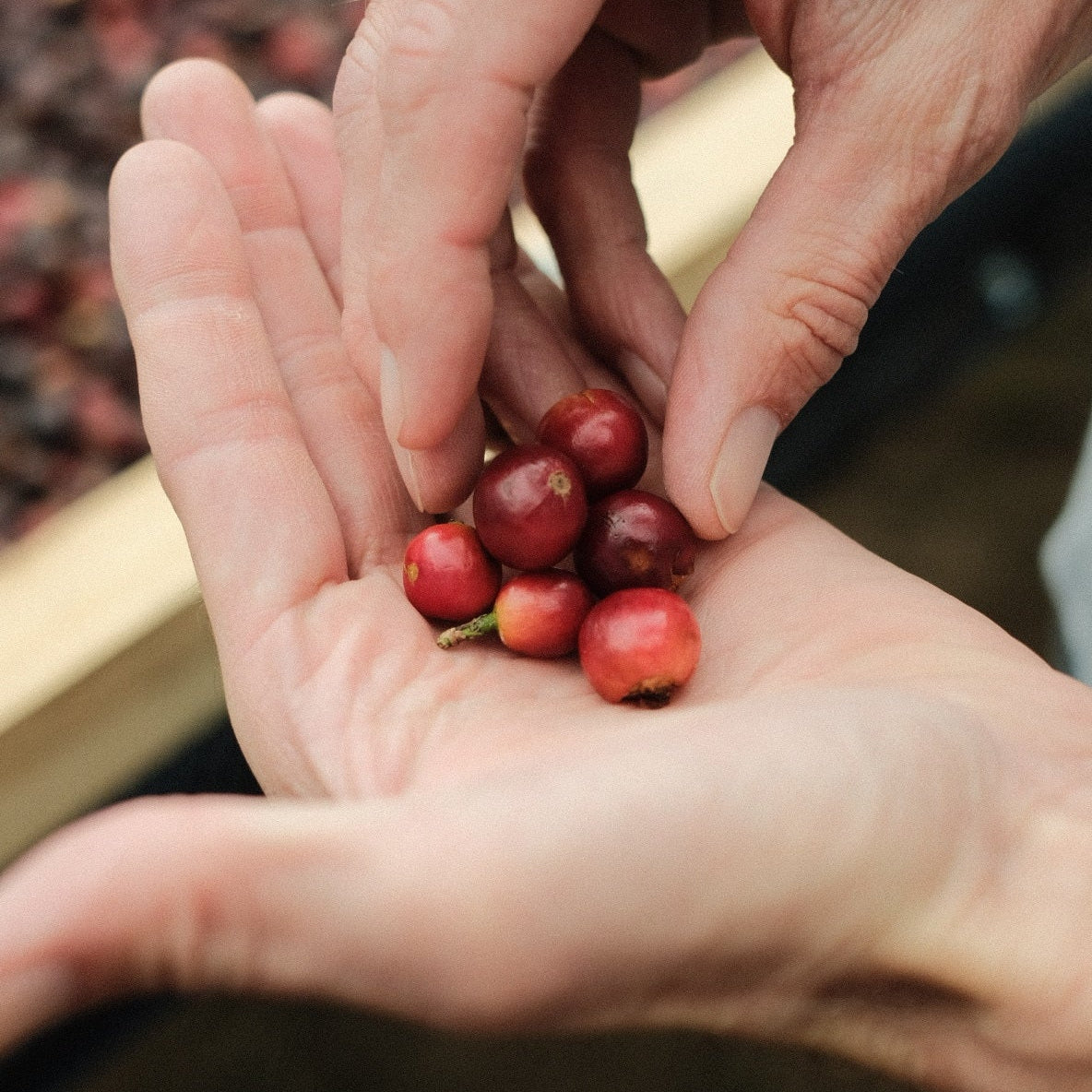Hand holding ripe coffee cherries from the GESHA COLLECTION, showcasing the freshness of premium coffee.