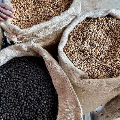 Burlap sacks filled with green and dried coffee beans at an Ethiopian coffee processing station.