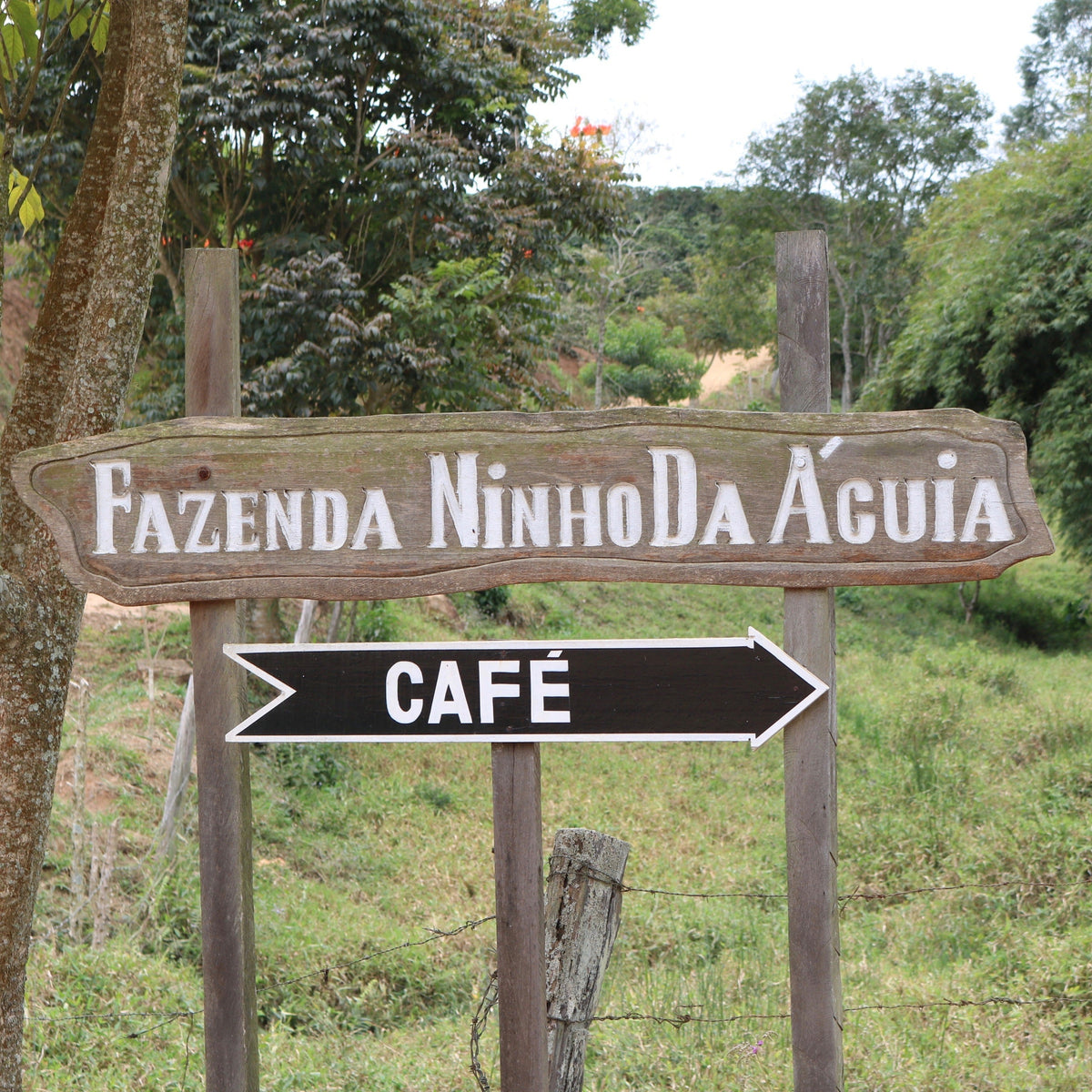 NINHO DA AGUIA (4661974007888)
