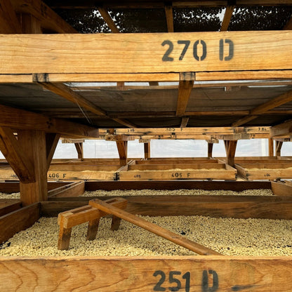 ATLAS COFFEE drying in wooden structures, showcasing Guatemala Coffee Beans with labels and a wooden rake.