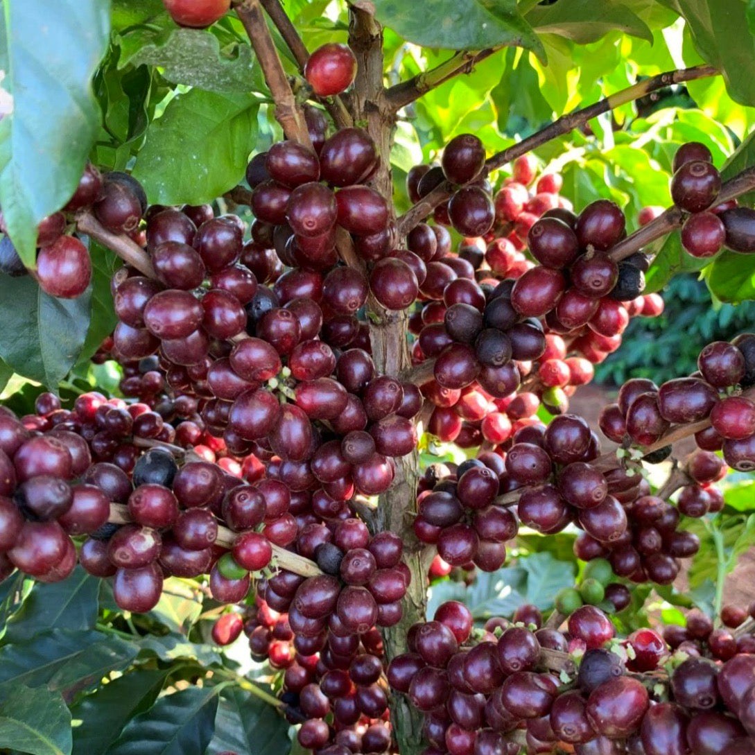 OUR PLOT DATERRA FILTER COFFEE BEANS (8175041970443)