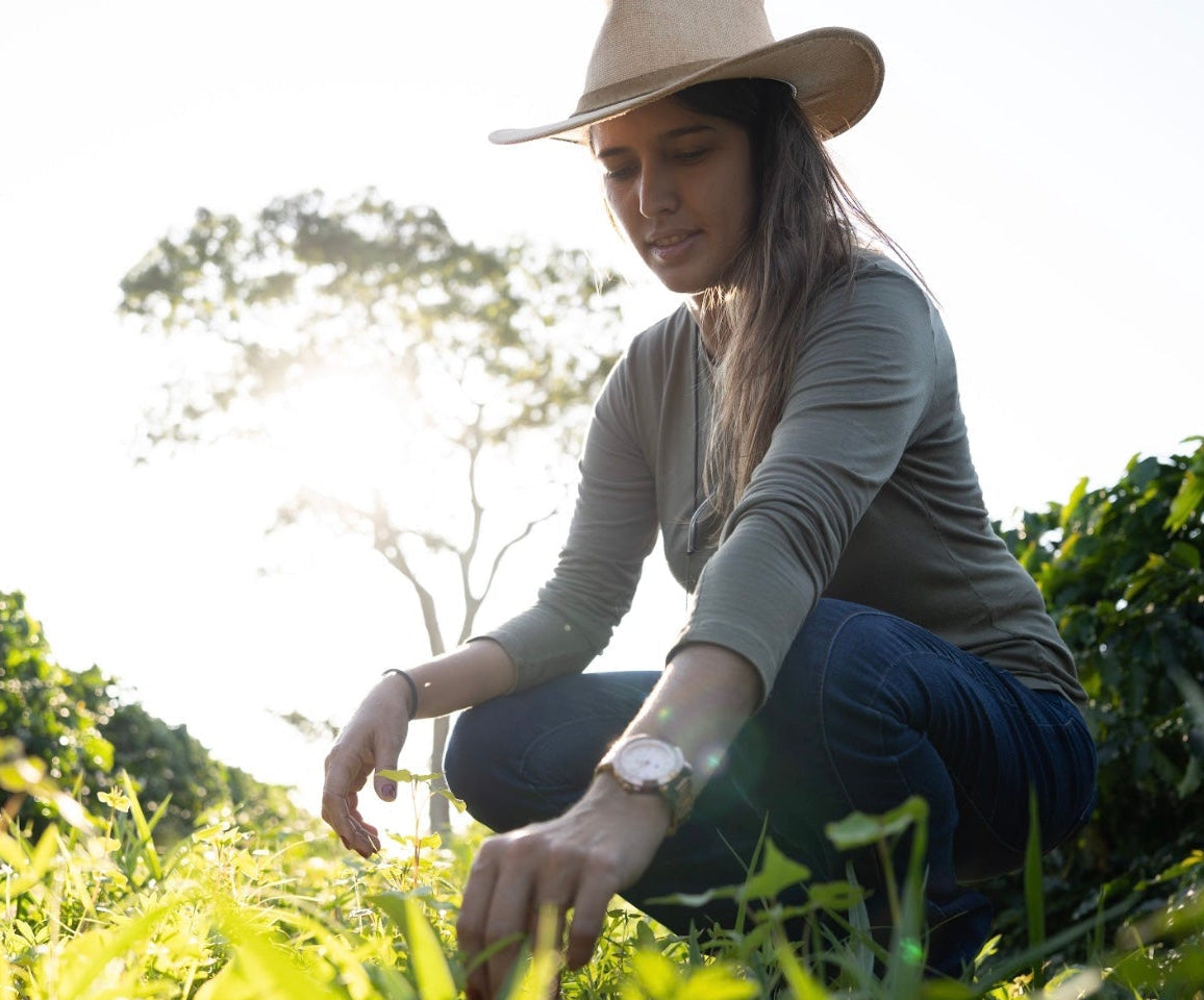Vanessa Moreno tending to coffee crops in a sustainable farm setting with sunlight filtering through.