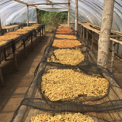 RADIOPHARE Coffee Beans in a drying bed