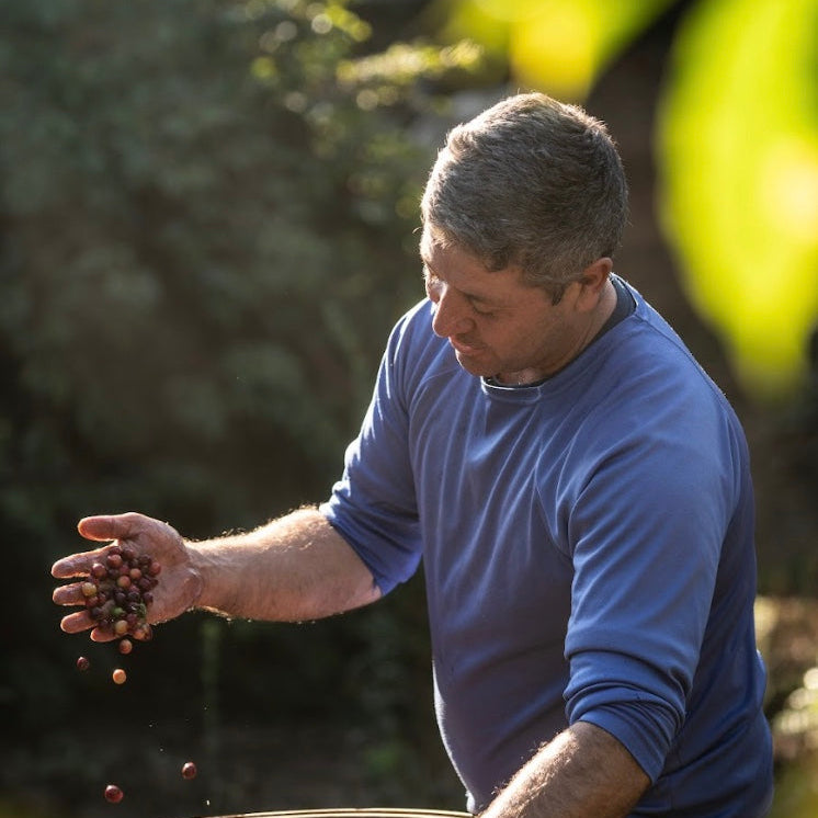 Man harvesting coffee cherries for IVAN DOS SANTOS ANAEROBIC with a focused expression in a natural setting.