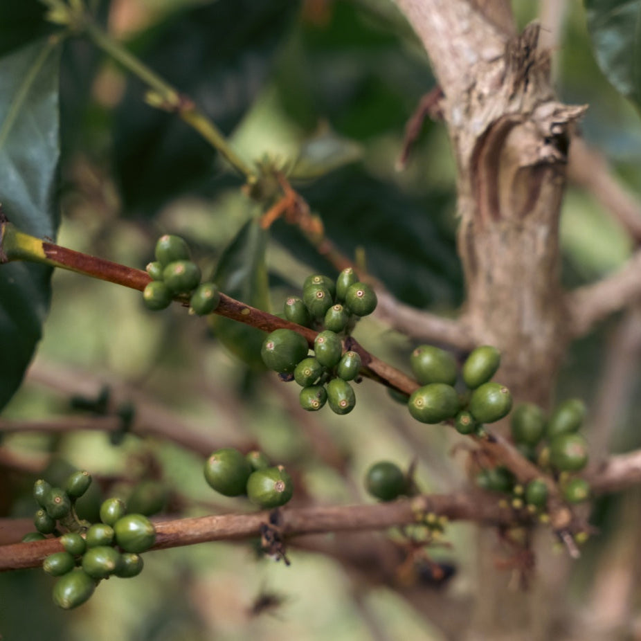 Green coffee beans on a branch with leaves in the background