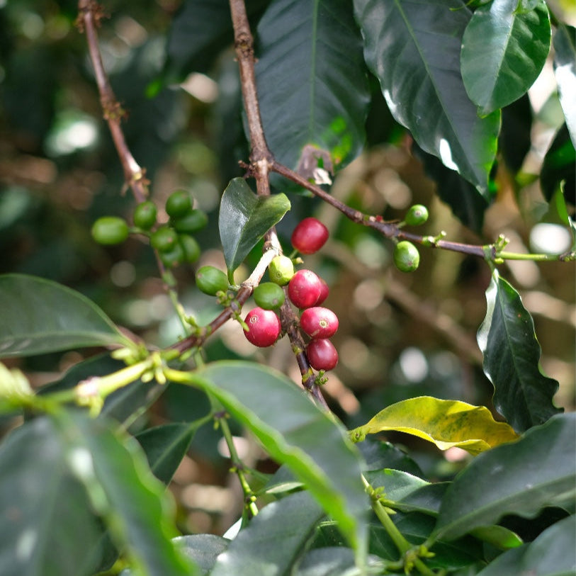 Coffee cherries on the branch of a plant, showcasing the JARDINES DEL EDEN PAPAYO varietal.