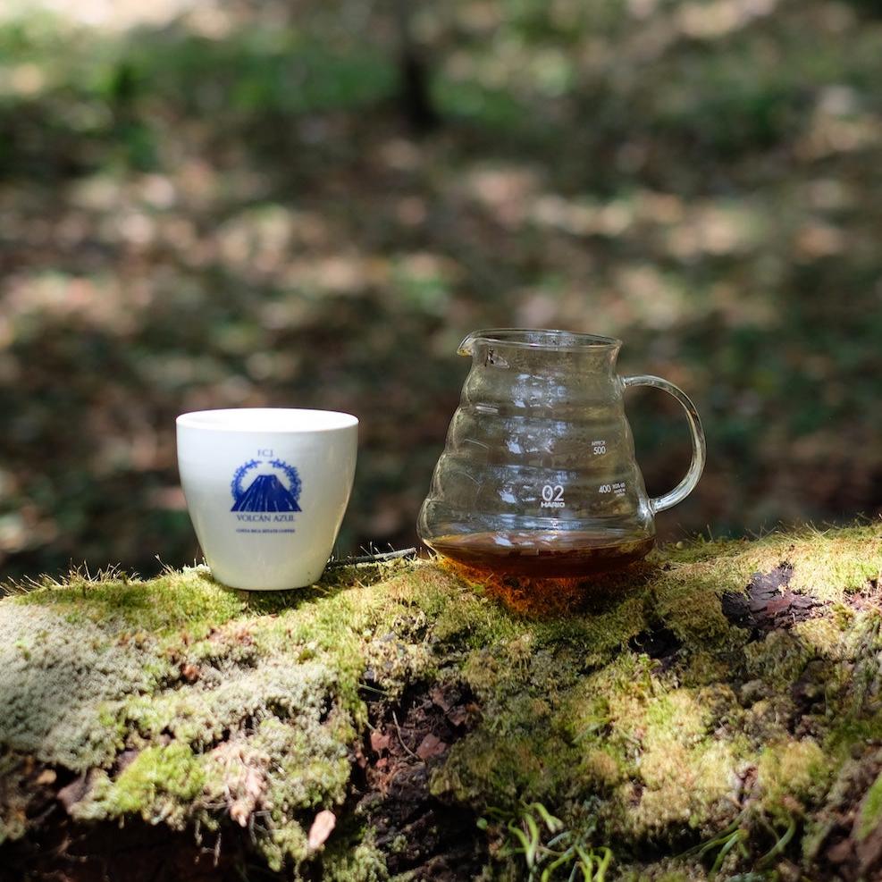 VOLCAN AZUL GESHA HONEY served in a white cup next to a glass coffee carafe on a mossy log.