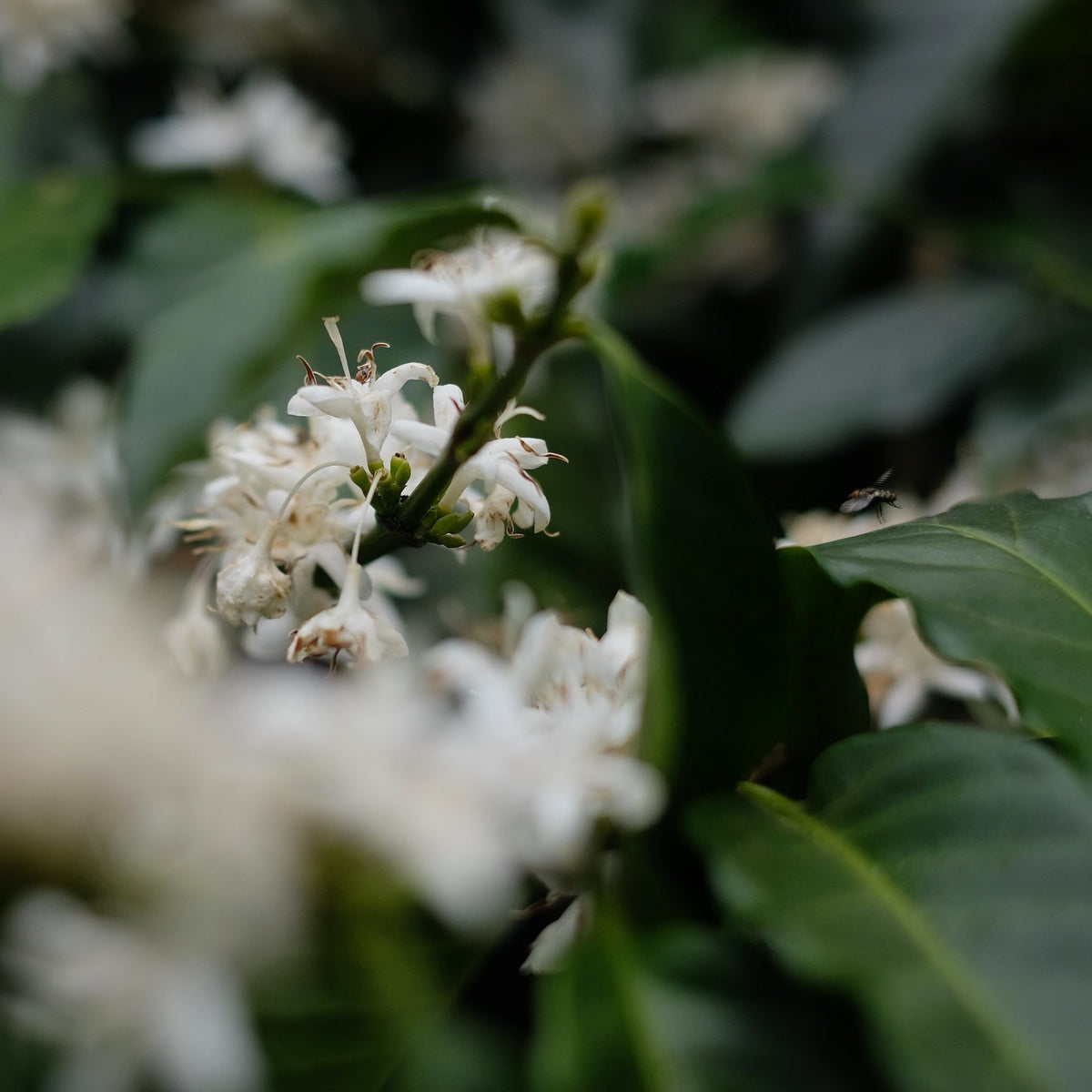 White flowers on coffee plants representing JARDINES DEL EDEN PAPAYO's unique varietal.