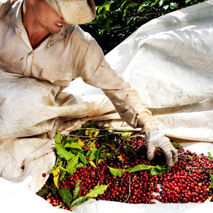 Person sorting red coffee berries with green leaves on a white cloth.