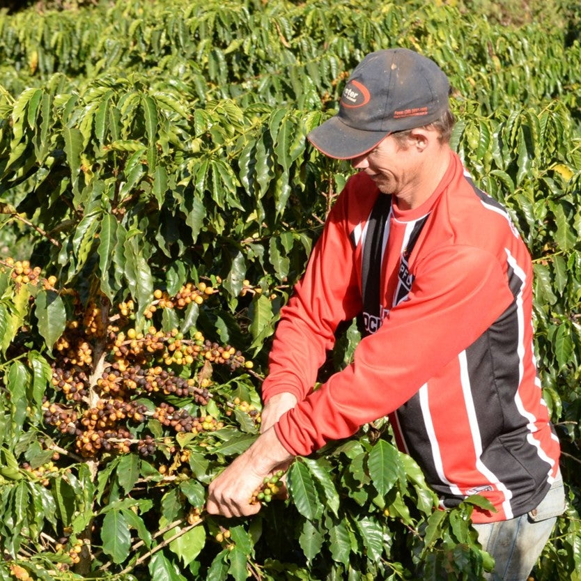 Person in a red jacket and cap inspecting coffee plants in a field