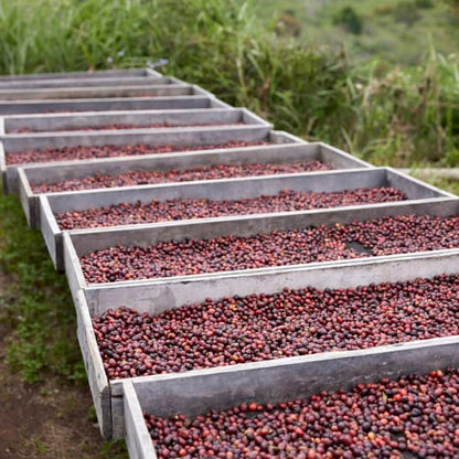 ASMAN GAYO