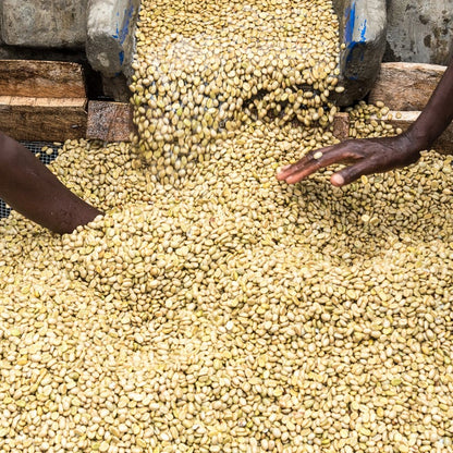 Raw coffee beans being handled by a person outdoors