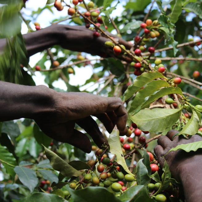 Hands harvesting ripe coffee cherries from coffee trees during the harvest season.