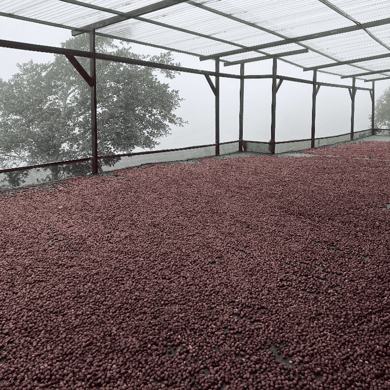 Coffee cherries drying under a covered area with trees in the background