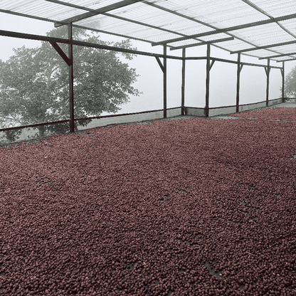 Coffee cherries drying under a covered area with trees in the background