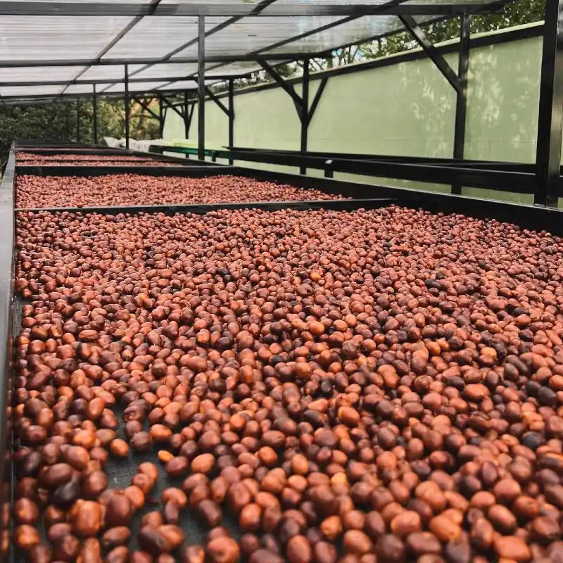 Drying of coffee beans in a covered area