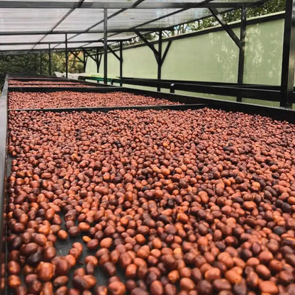 Drying of coffee beans in a covered area