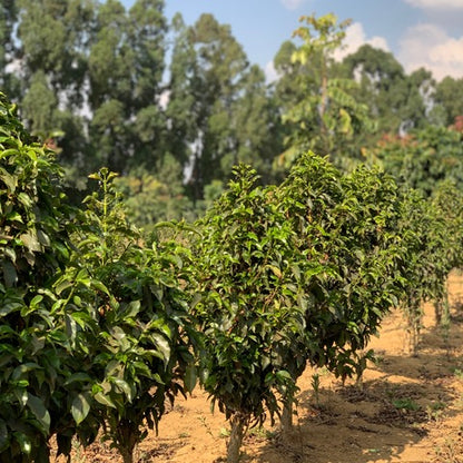 SUNDROP COFFEE PLANTS SEEDLINGS